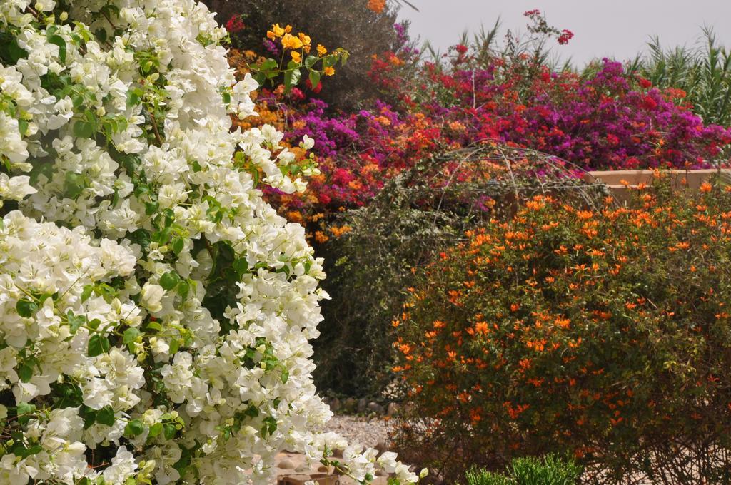 La Palmeraie De Massa Zaouit Massa エクステリア 写真